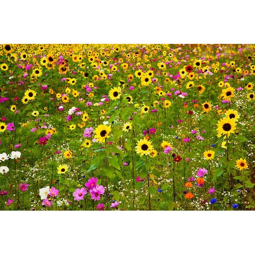 Gulin, Sylvia 아티스트의 USA-New Hampshire meridian planted with sunflowers and cosmos flowers along Interstate 95작품입니다.